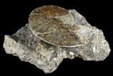 Fossil Ammonite (Sphenodiscus) - South Dakota #180838-1